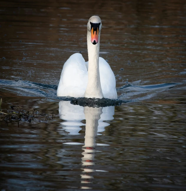 a swan with an orange beak swims in the water