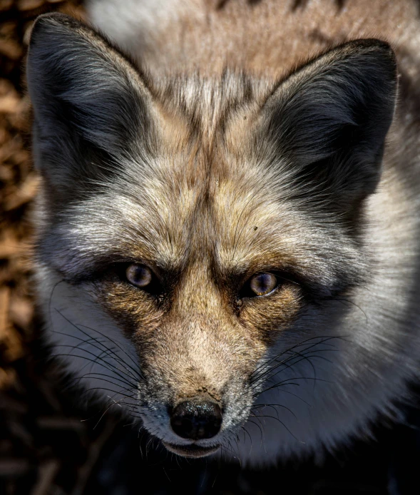 a close up po of an animal that has soing on his face