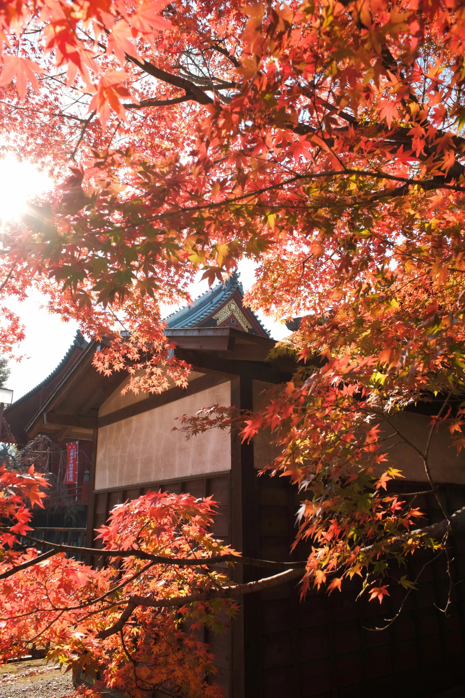 the sun peeks through red leaves on this building