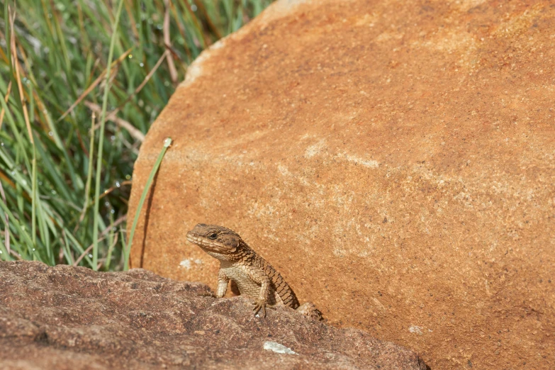 a lizard on a rock in the wild