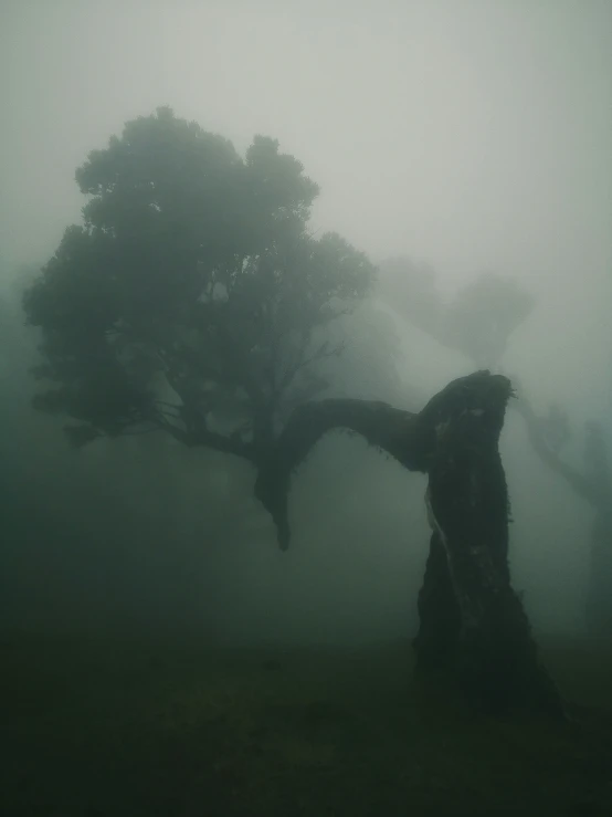 a tree is in the fog and someone in an umbrella is standing under it