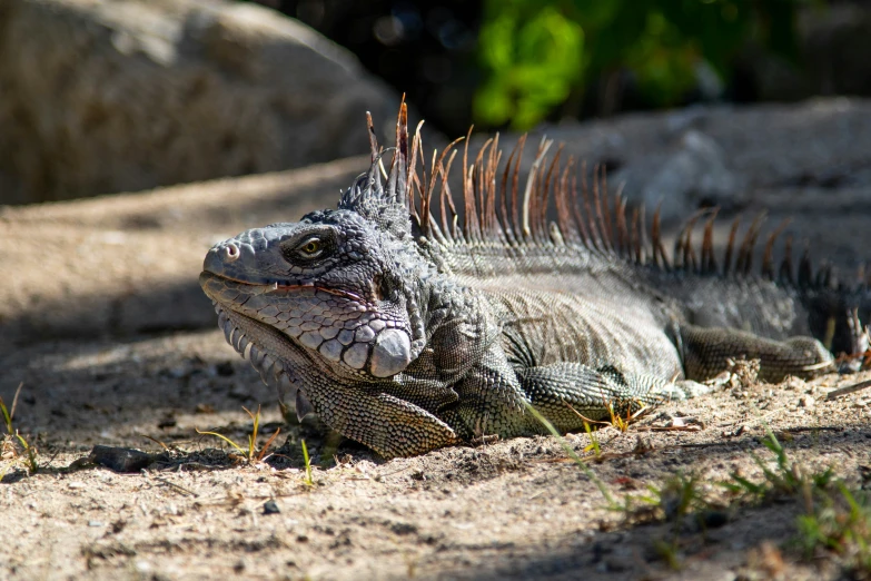 iguanas, iguana type of animals, sitting and lying down on the ground