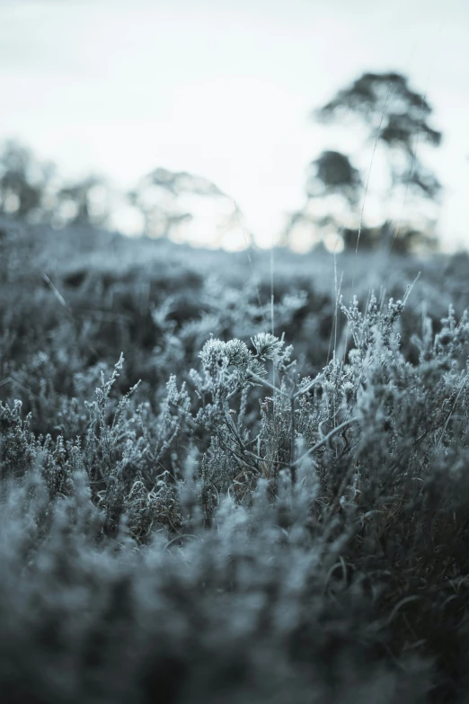 the grasses are covered with thick gray grass