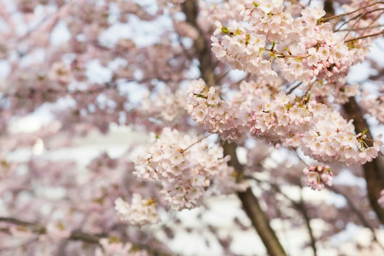 pink flowers blooming on the tree nches