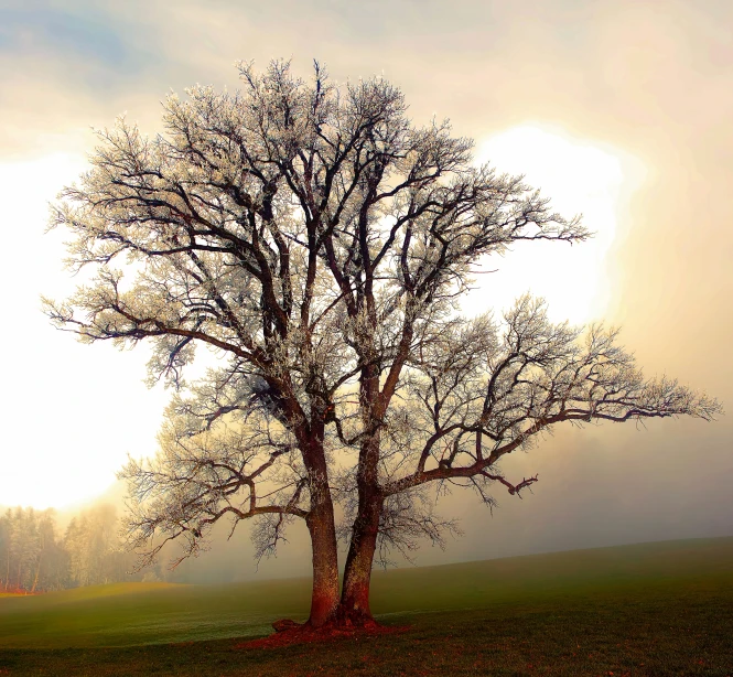 an old bare tree is standing in the middle of a field