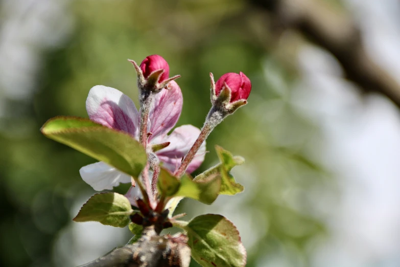 the buds of a flowering tree blossom are beginning to open