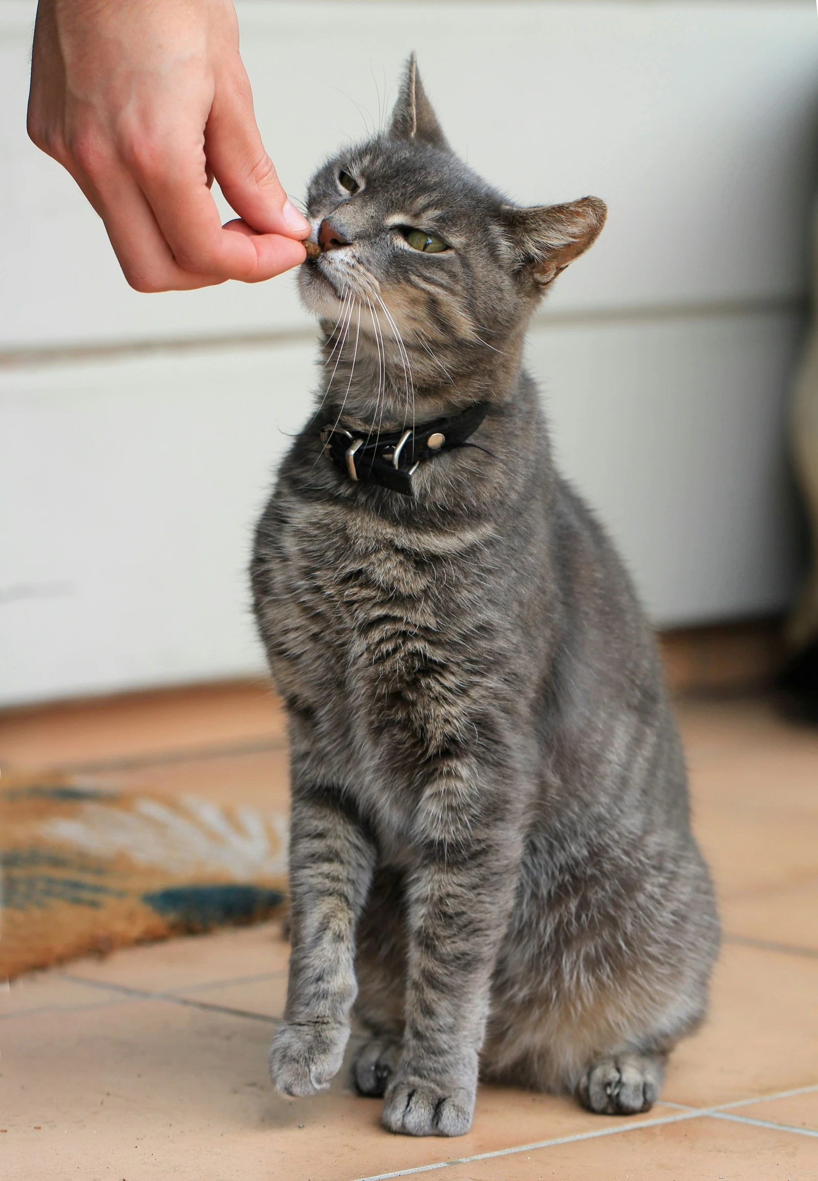 a grey kitten has a hand grabbing it out for its food