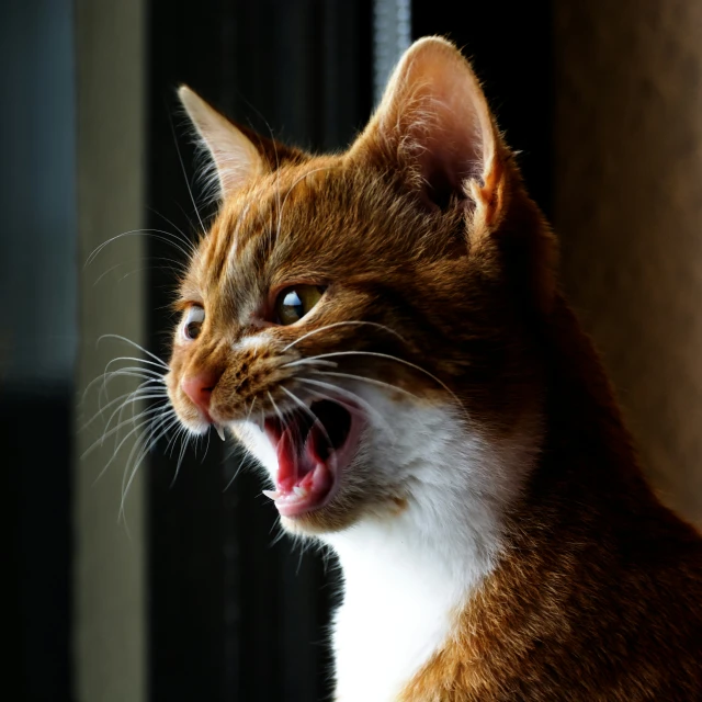 the brown and white cat yawns while standing in front of a window