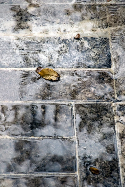 leaf floating on tiled floor with leaves hanging from ceiling