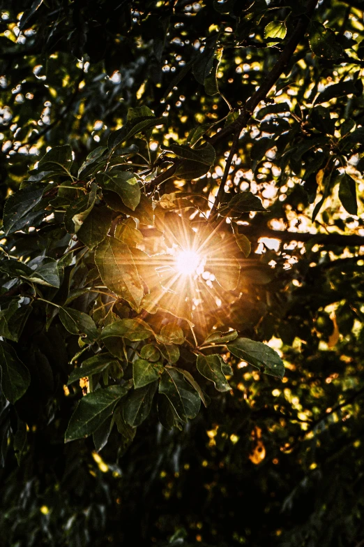 a bright sun shines through the leaves of a tree