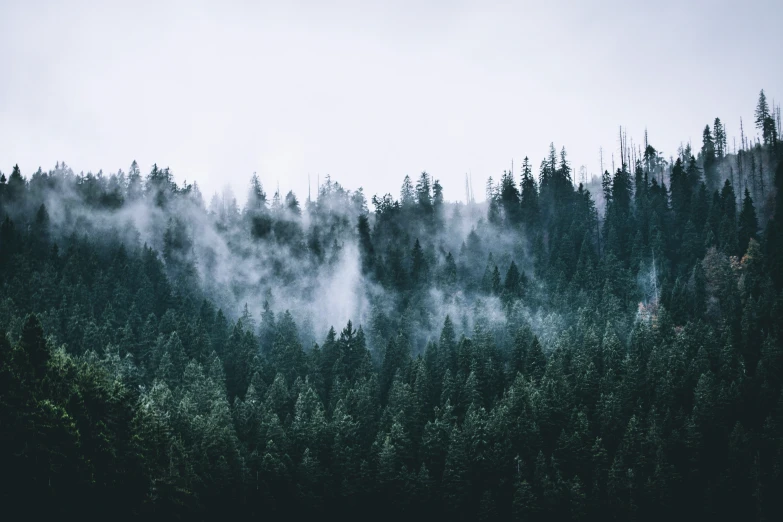 a forested area covered in fog and trees