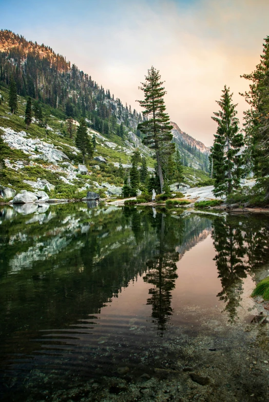 the landscape of an alpine forest near a lake