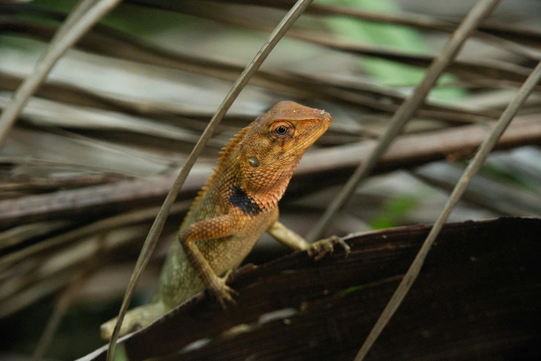 an orange and brown lizard standing on a tree trunk