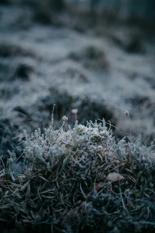 moss and frosty ground with a dark sky