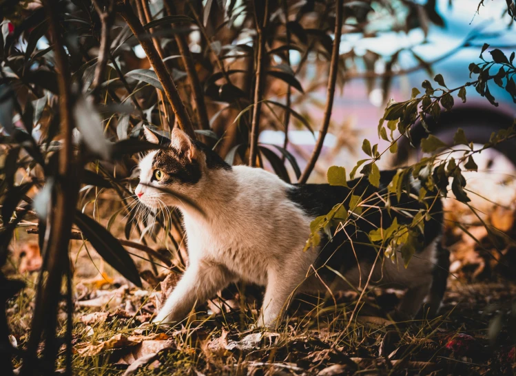 cat in the bushes looking for food