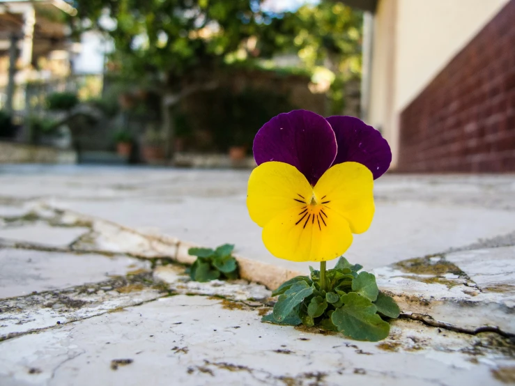 small purple and yellow flower on the ground