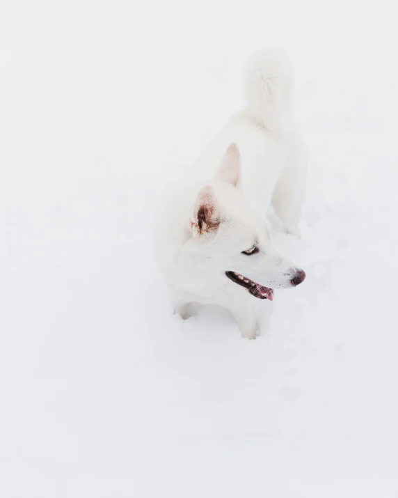 an adorable white dog walking through the snow