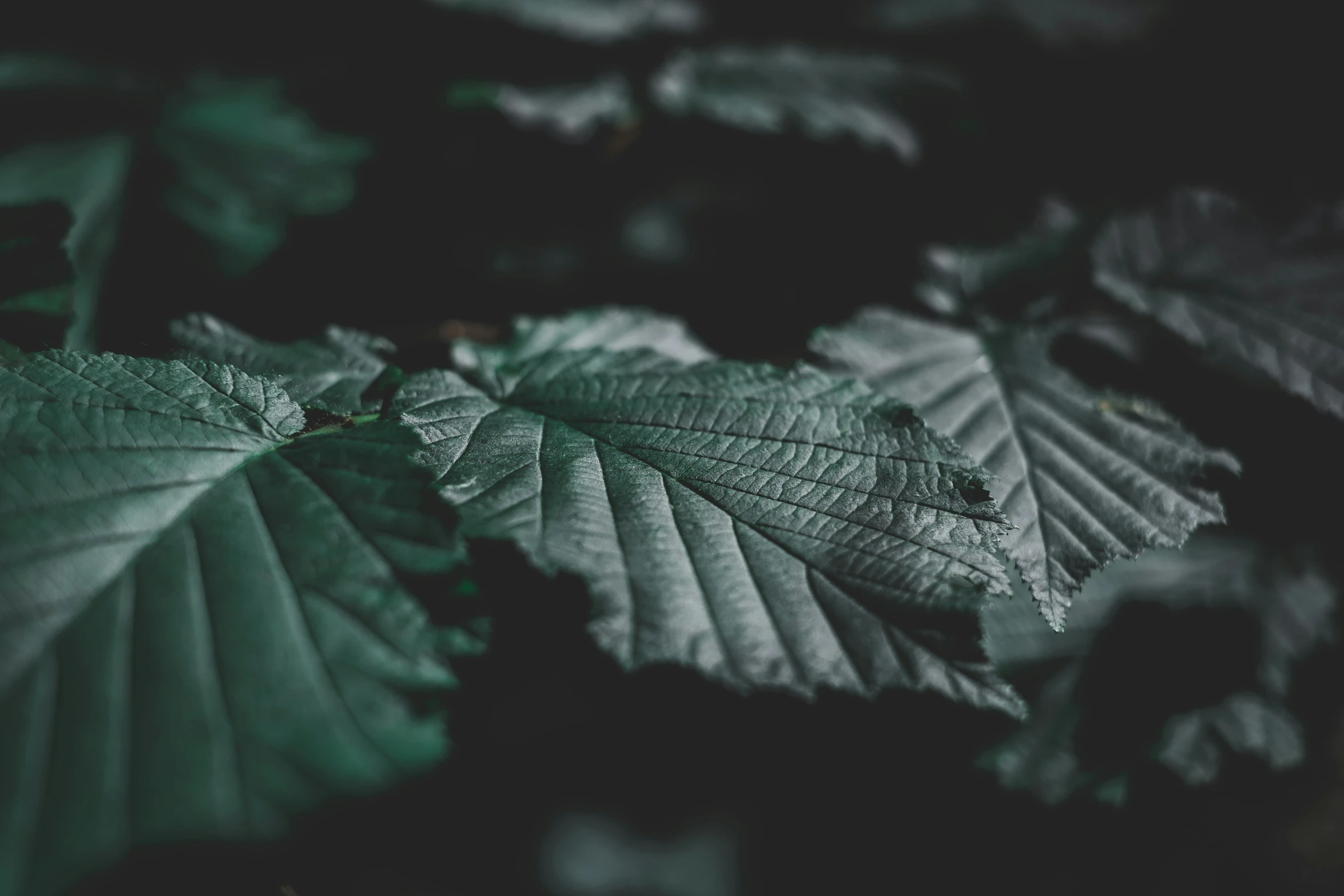 the leaves of an unusual looking plant appear to have very green