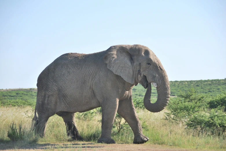 a large elephant walks across an open field