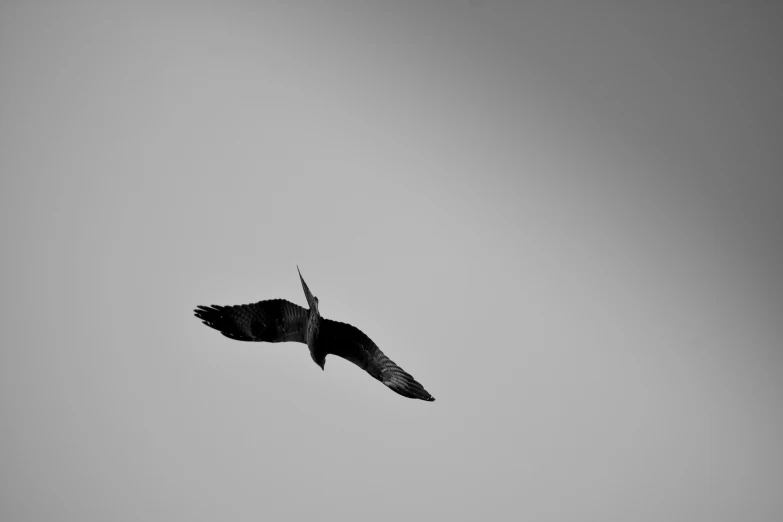 the underside of an empty bird soaring through the sky