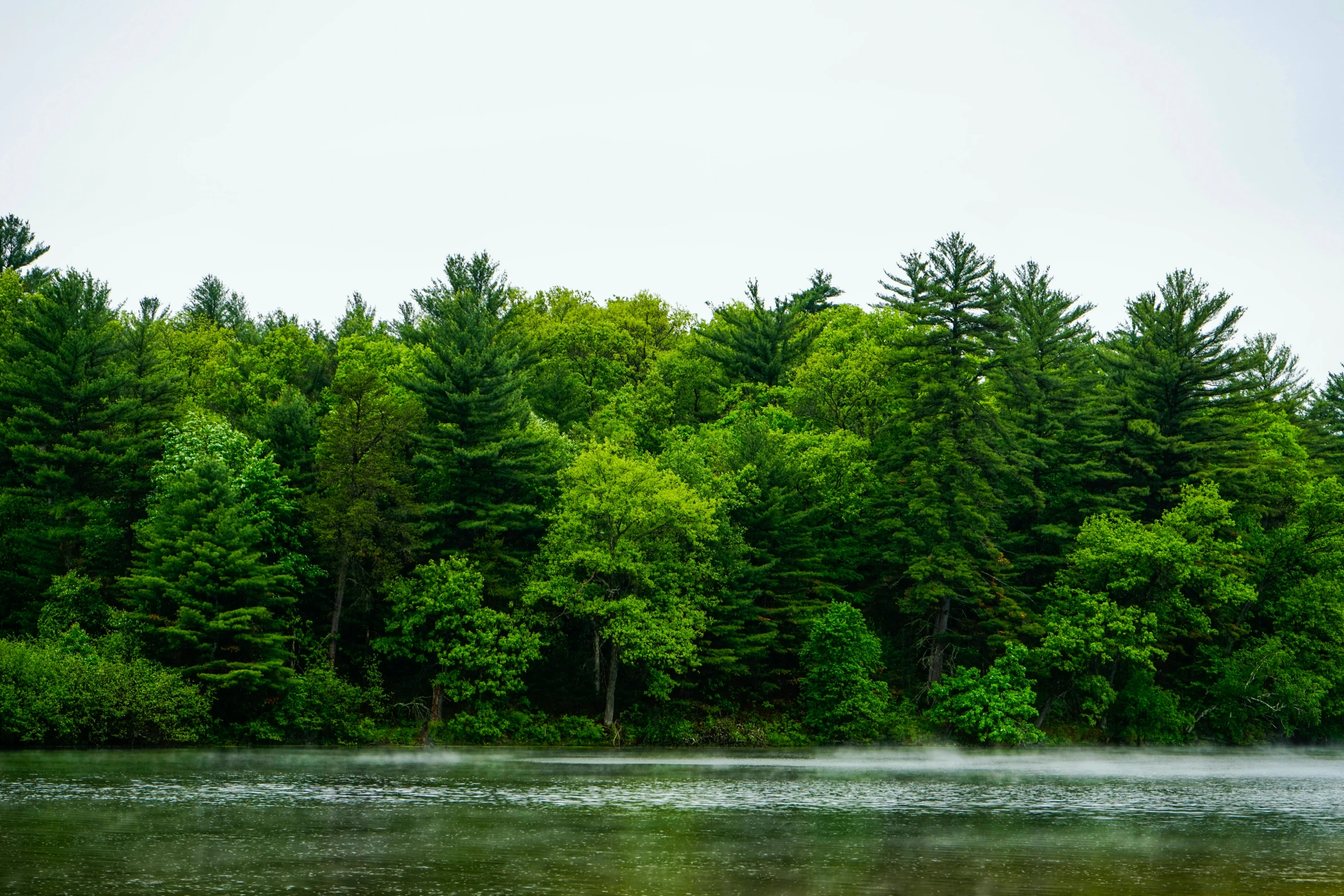 a fog in the water with trees in the background