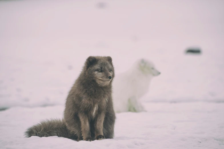 a white dog and an orange dog sitting in the snow