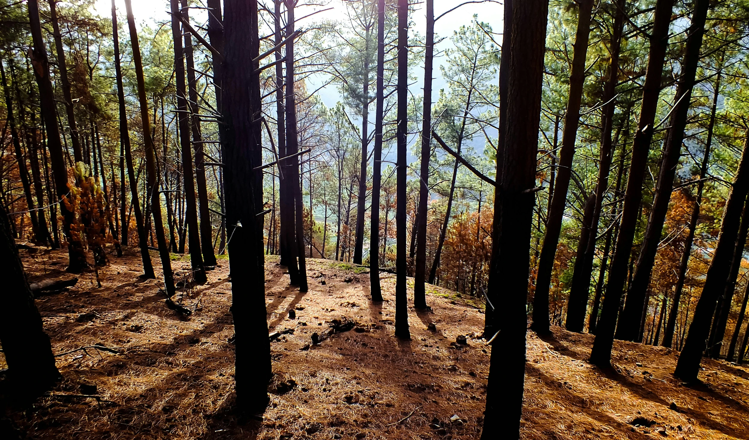 a lone trail winds through the trees in the woods