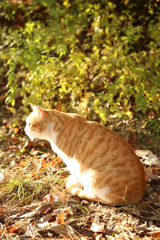 an orange cat in the sun sitting on some leaves