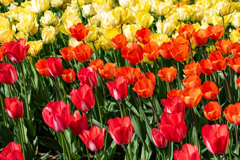 a field full of many different colored tulips