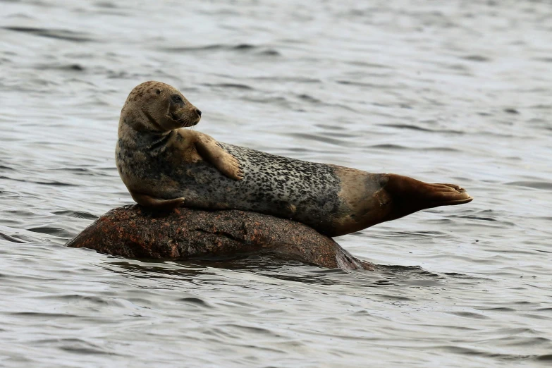 there is a seal sitting on top of another seal