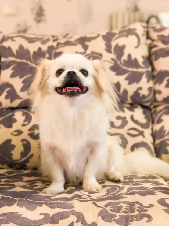 the little white dog is smiling on the couch