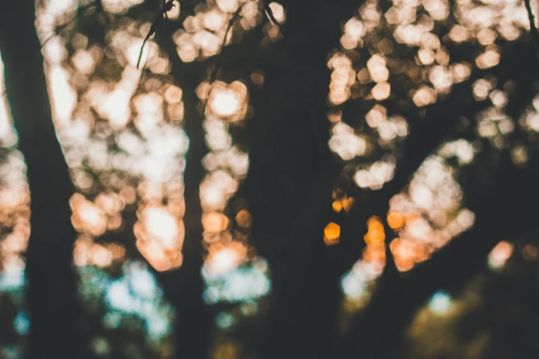 blurry pograph of tree nches at night with sun in background