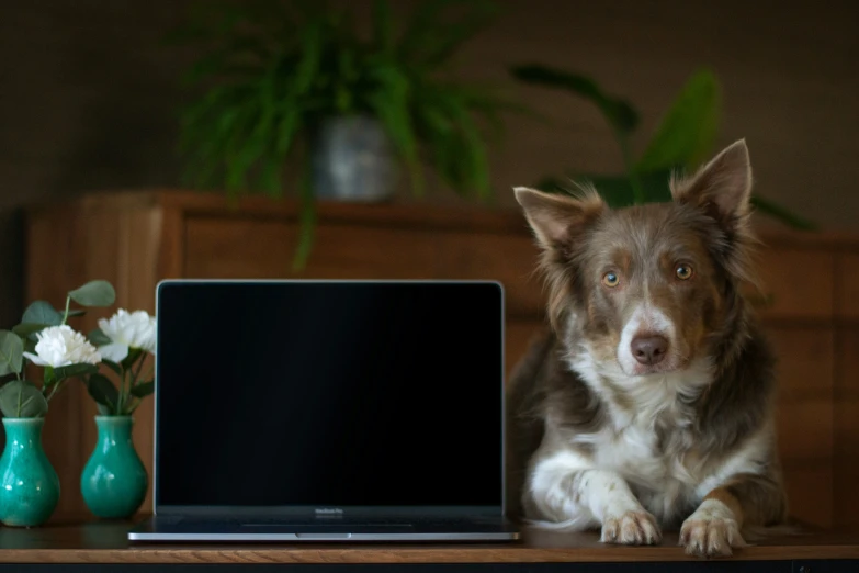 the dog is sitting beside a laptop