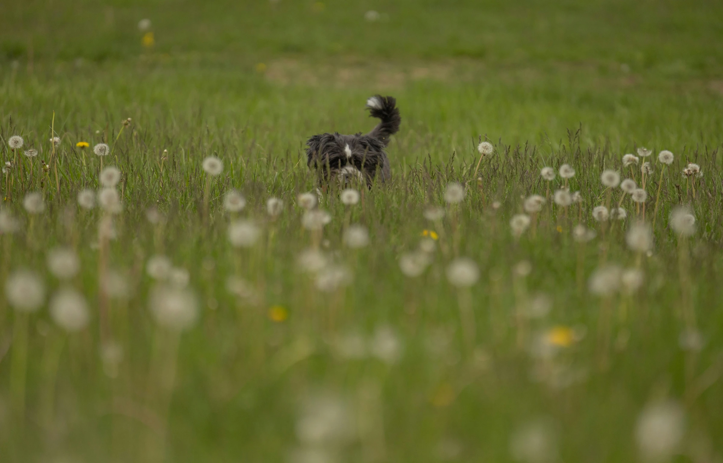 a small dog is running through the tall grass