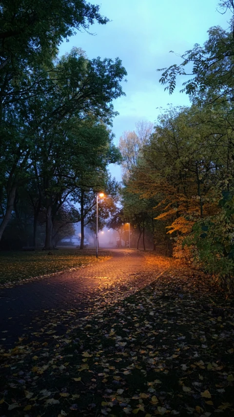 a trail way in a park with lots of leaves on the ground