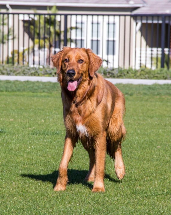 a dog is running and panting on the grass