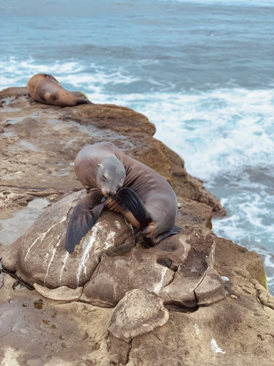 two sea lions resting on rocks next to the ocean