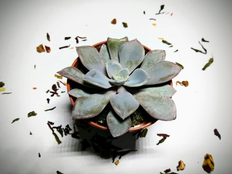 a white and green succulent plant is in a brown cup