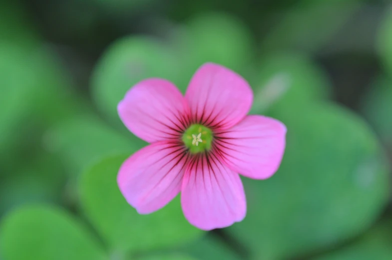 a pink flower with green leaves in the background