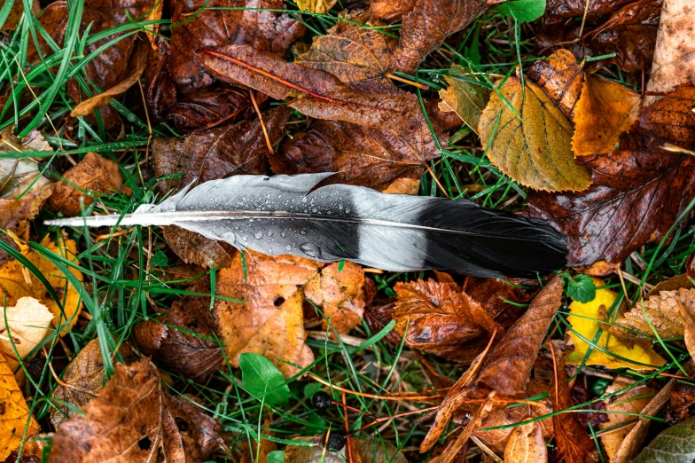 a feather is laying on the ground surrounded by leaves