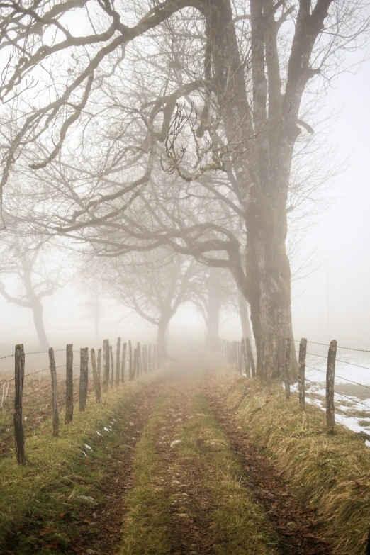 some very pretty tree lined country roads in the mist