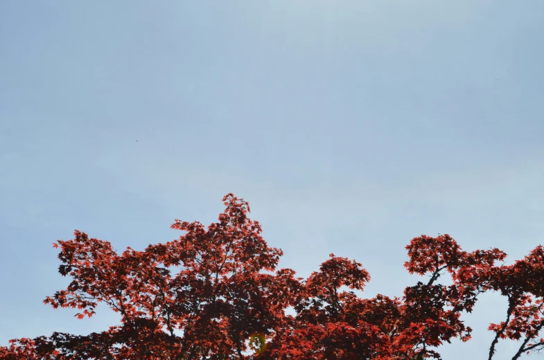 a airplane is flying over the tree tops