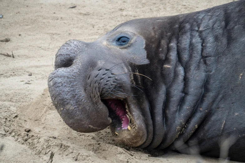 a seal with his mouth open and a nose piercing