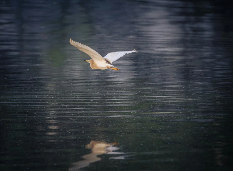 the bird is flying above the water and some leaves