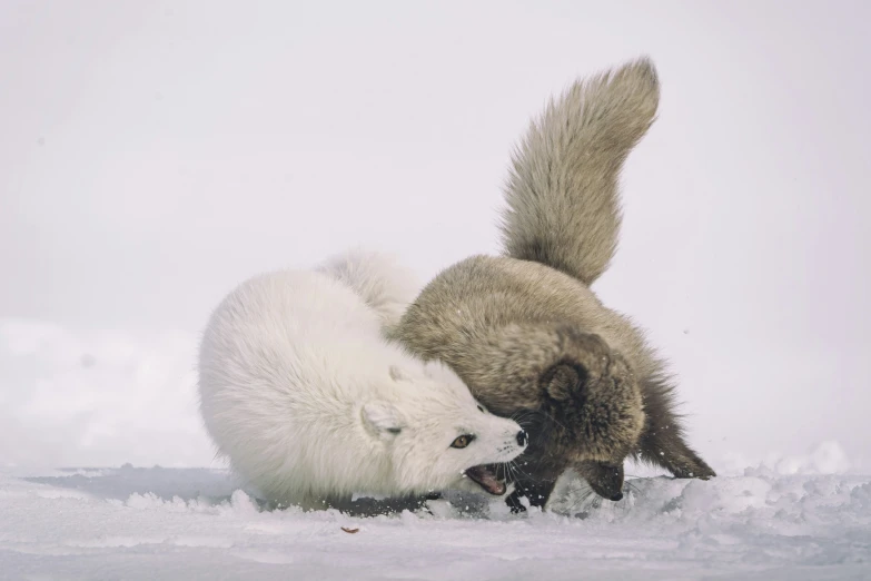 the polar bear and the wolf are fighting in the snow