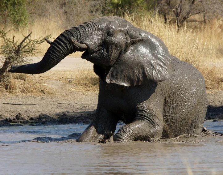 a small elephant is in the water and playing