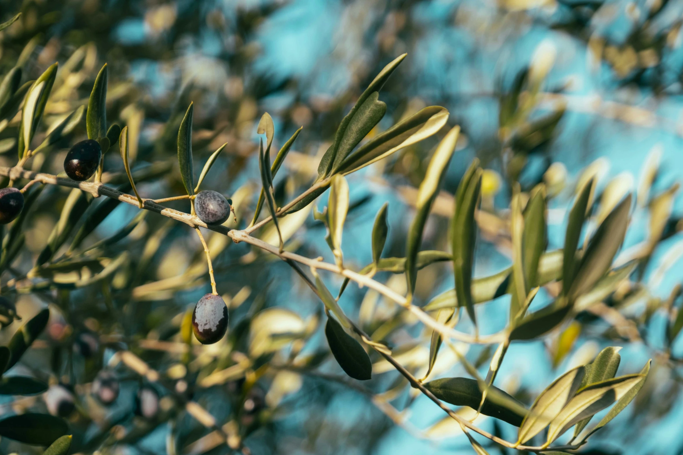 an olive nch with small green and black fruits