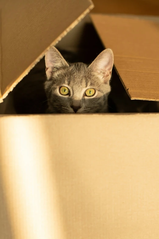 a small grey cat peering from inside a cardboard box