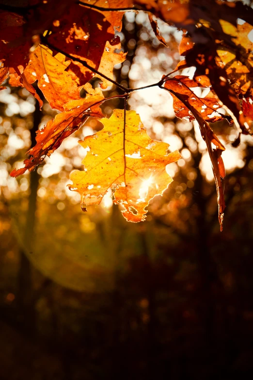 some trees with orange and yellow leaves and sun