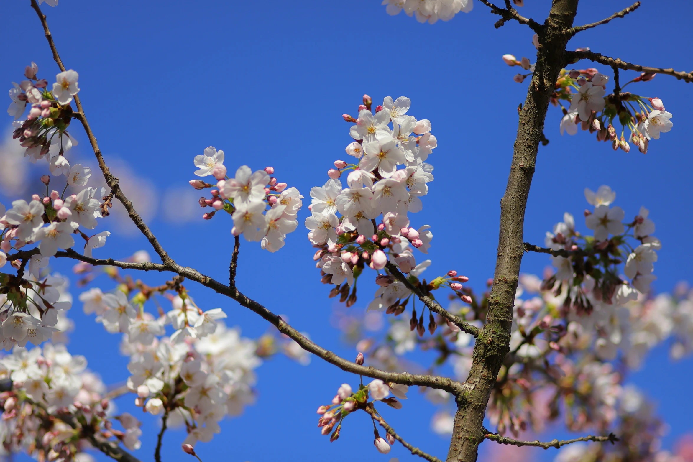 the white flowers are hanging off the nches